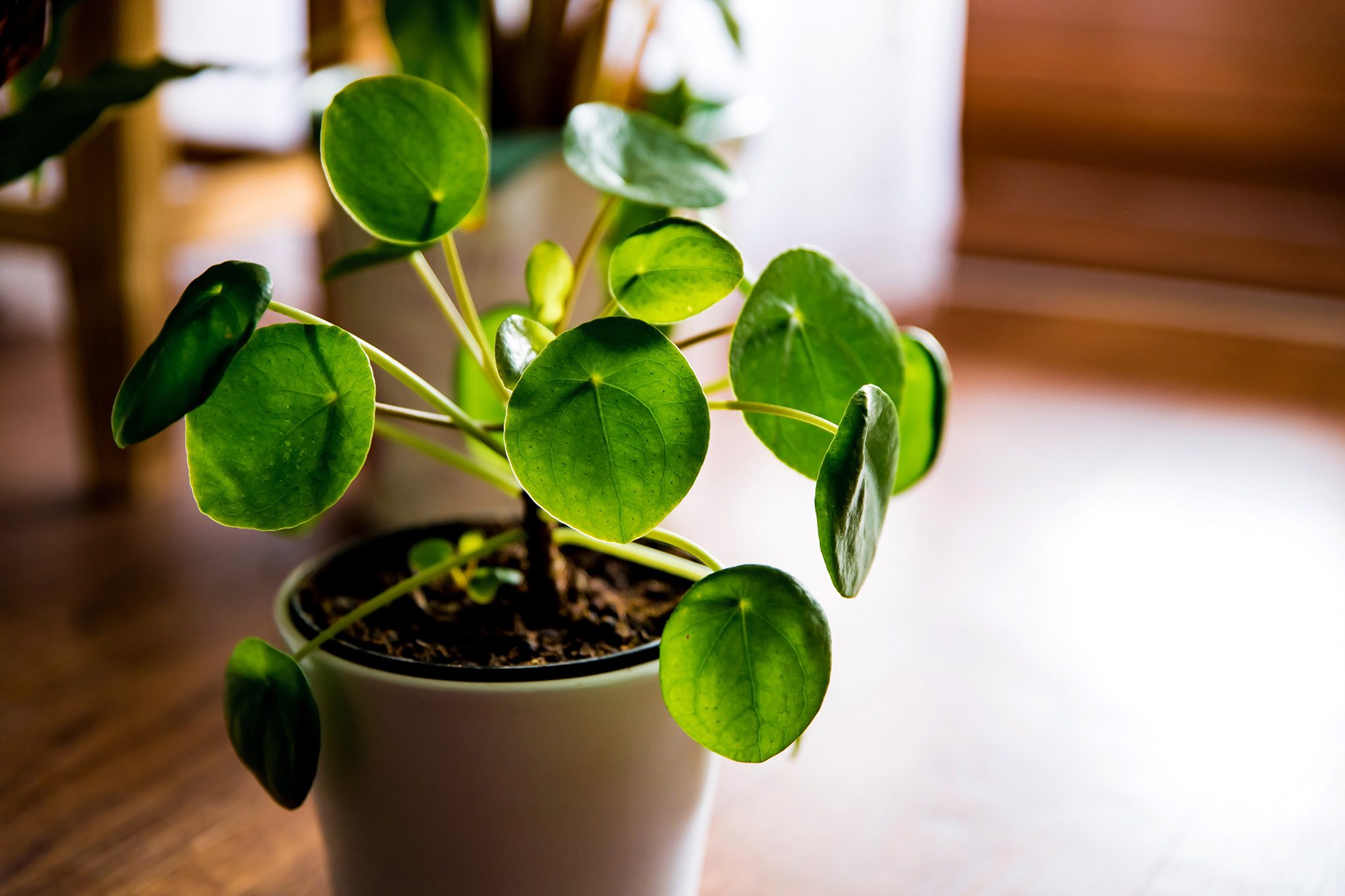 The Beginner’s Guide to Chinese Money Plant Care