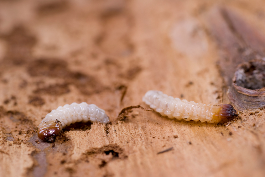 How Professional Pest Control Can Help Get Rid of Woodworms