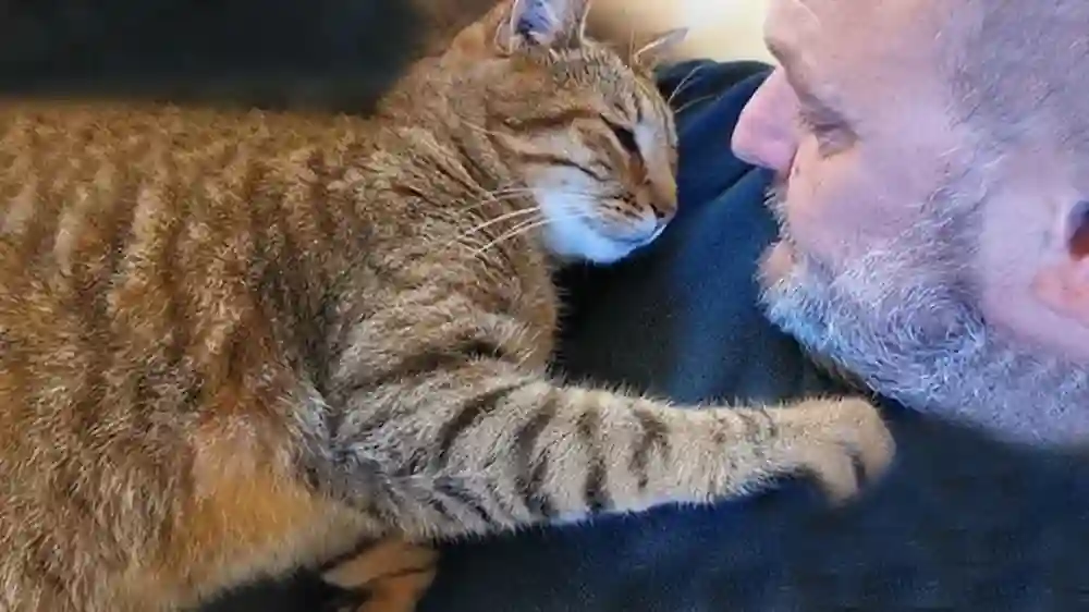 Big Cats Wife Mystery Finally Solved – Meet The Partner Now